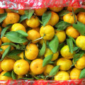 Exporting Quality Standard von frischem Baby Mandarin